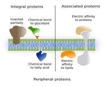 cell membrane peripheral proteins