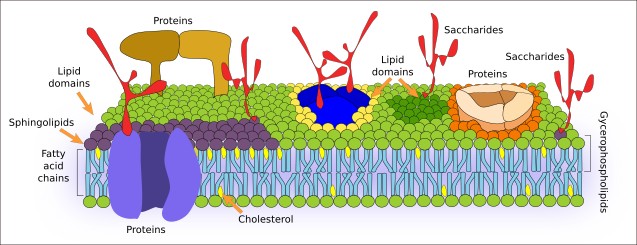 Structure des membranes