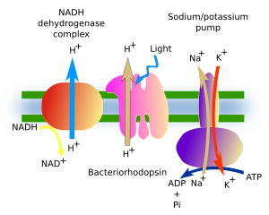 The Cell 3 Cell Membrane Transport Atlas Of Plant And Animal Histology