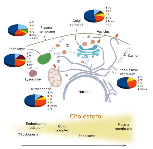 What Organelle Synthesizes Lipids - cloudshareinfo