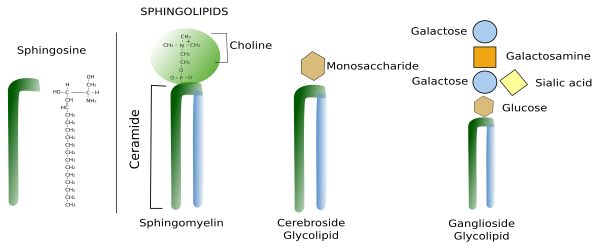 Sphingolipids