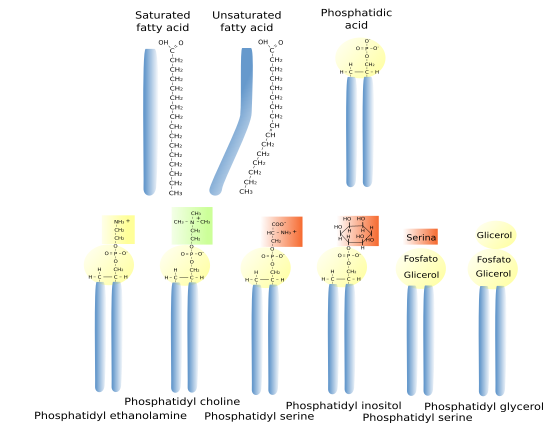 lycerophospholipids