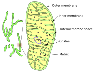 matrix of mitochondria