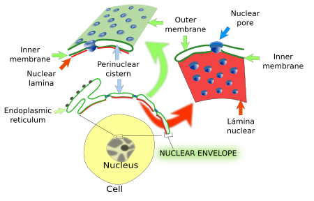 nuclear envelope