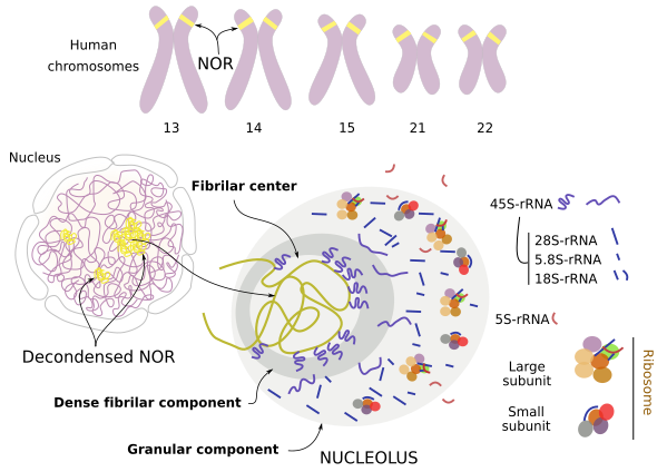 A comparison of the nucleolar organizer regions (NORs) of Channa