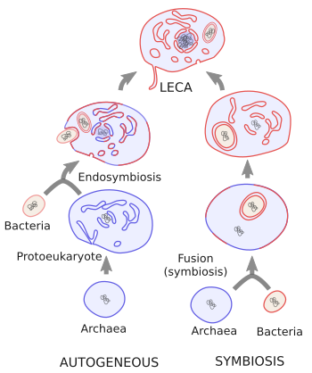 The Cell 1 Origin Of Eukaryotes Atlas Of Plant And Animal Histology