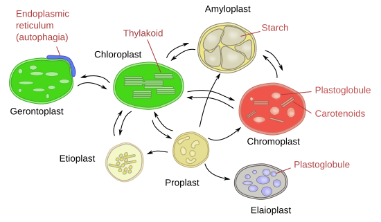 location of chloroplast in a cell