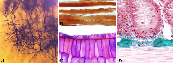 Cell diversity 