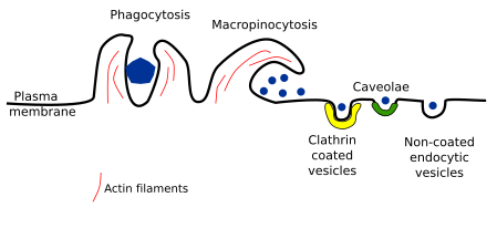 Types of endocytosis