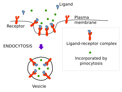 endocytosis steps