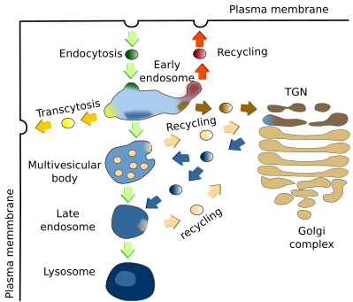 Endosomes