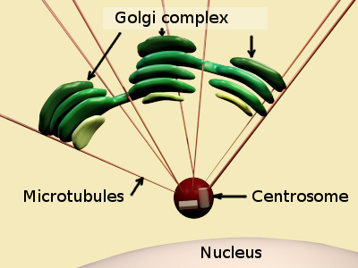 golgi apparatus model