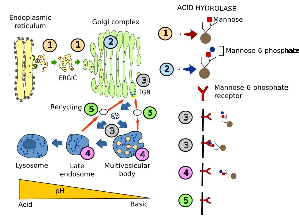 Acid hydrolases