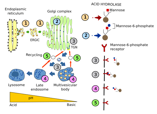 Acid hydrolases