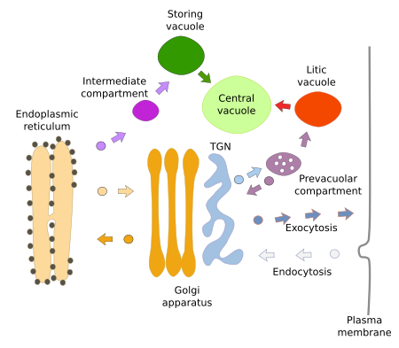 plant cell golgi body