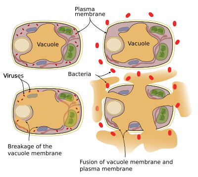 central vacuole diagram