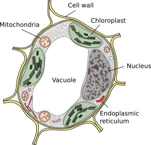 labelled diagram of vacuoles