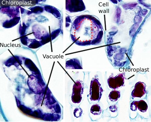 The Cell 5 Vesicular Traffic Vacuoles Atlas Of Plant And Animal Histology