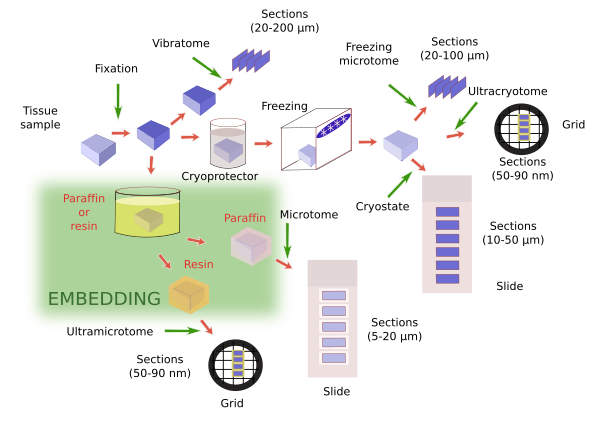 Histological techniques 3. Embedding. Atlas of plant and animal histology.