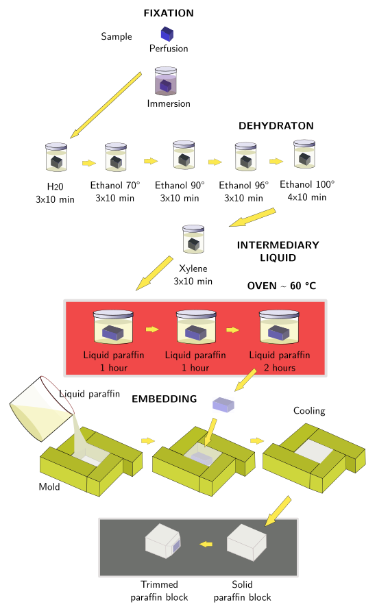 Paraffin embedding