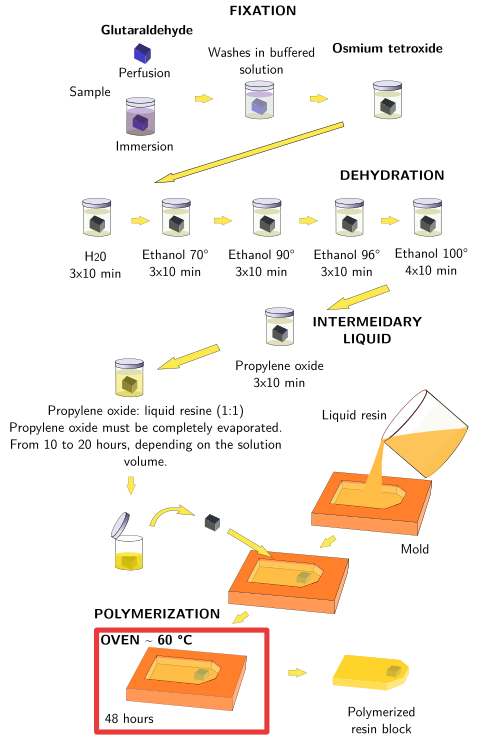 Our guide to embedding objects in epoxy resin