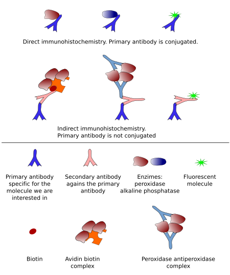 Labeling of antibodies