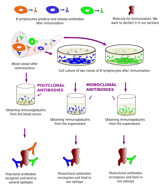 Polyclonal and monoclonal antibodies