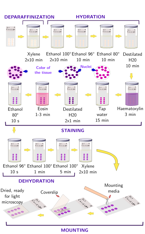 Histological Techniques 5 Staining General Staining Atlas Of Plant