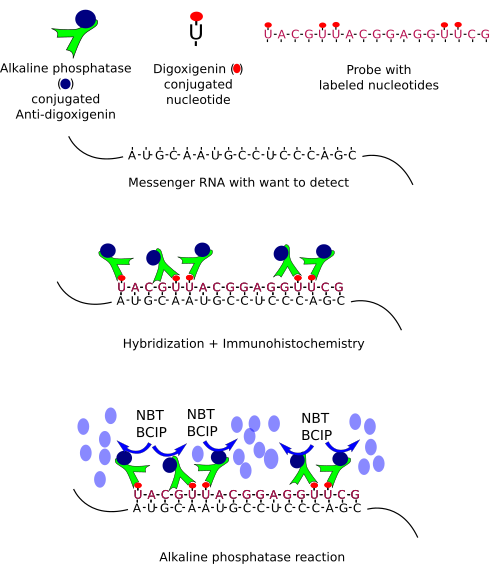 In situ hybridization