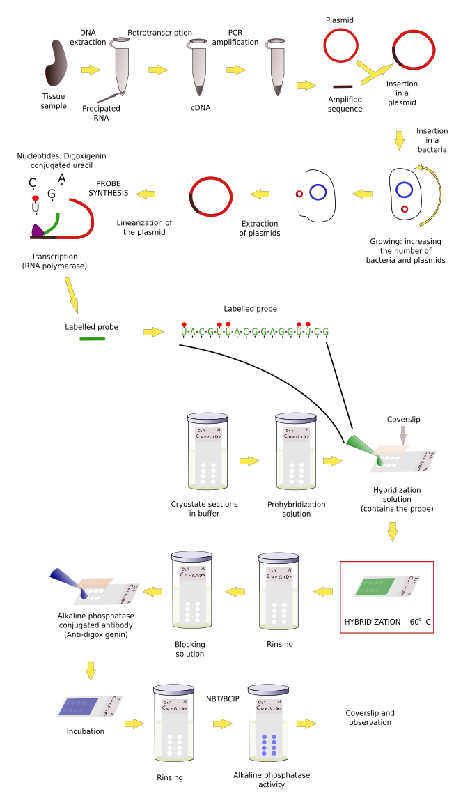   In situ hybridization