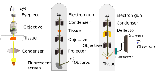 electron microscope with labels