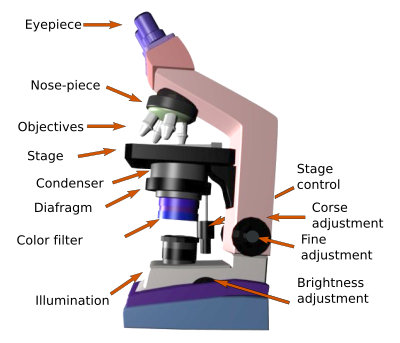 Explain why the light microscope is called the compound microscope