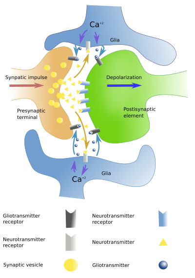 Glial Cells: Types and Functions