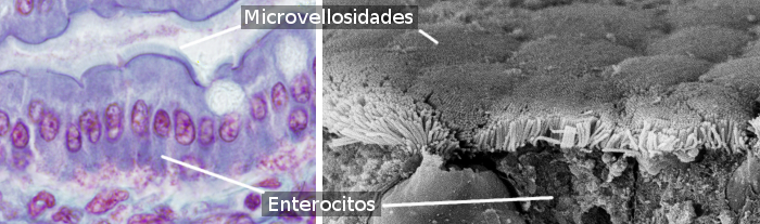 Microvilli