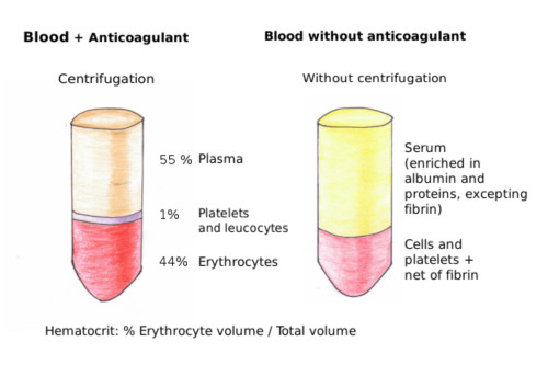 erythrocyte