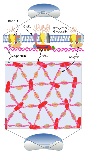 Cytoskeleton