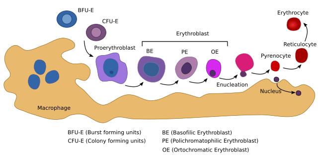 Cell types. Erythocyte. Atlas of plant and animal histology