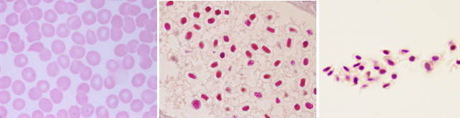 Erythrocytes