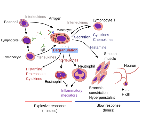 basophil metachromatic stain