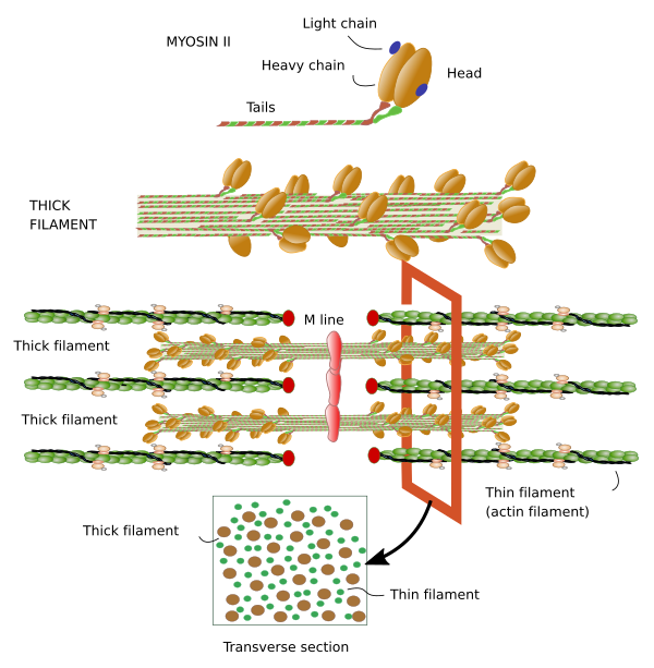 Cell types. Striated myocyte. Atlas of Plant and Animal Histology.