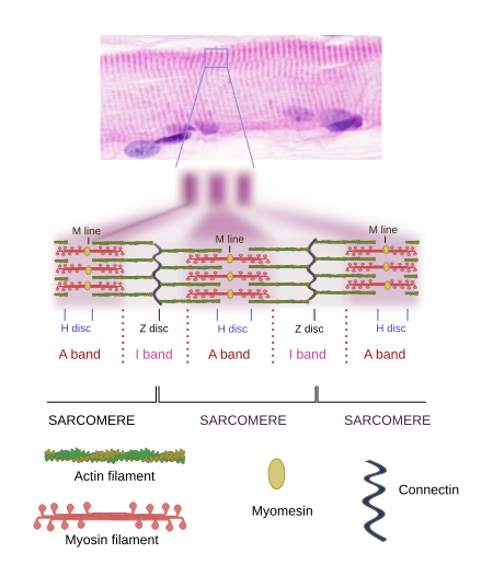 Cell muscle Atlas of Plant and Animal