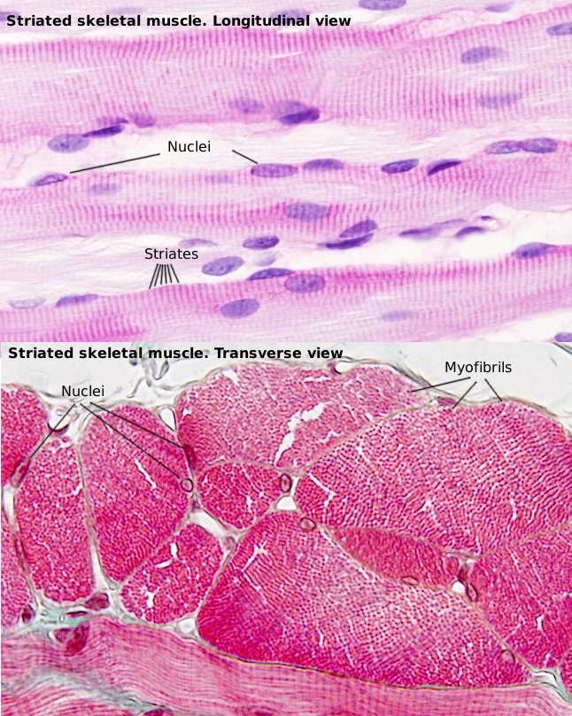 Skeletal muscle