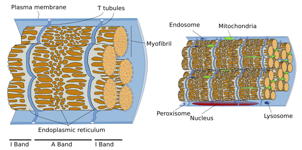 skeletal muscle cell diagram