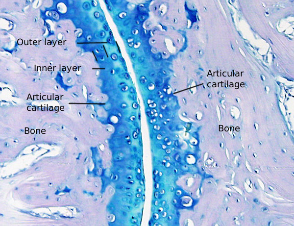 articular cartilage histology