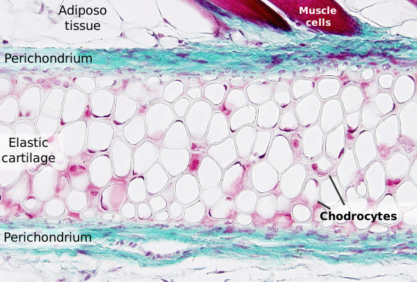 cartilage tissue labeled