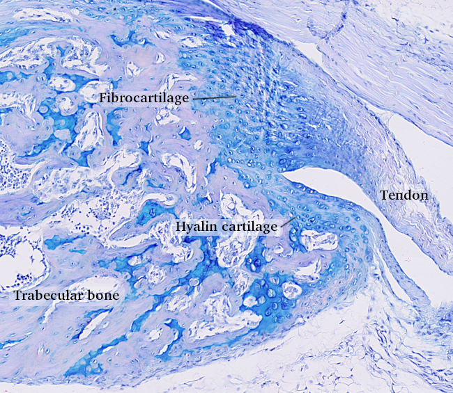 fibrocartilage location