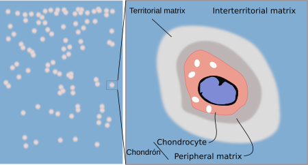 Animal tissues. Cartilage. Atlas of Plant and Animal Histology.