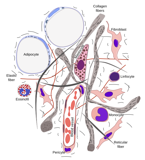 reticular tissue diagram