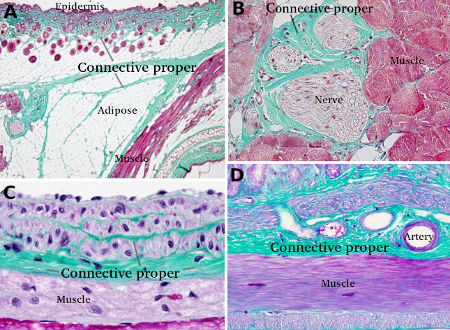 loose connective tissue labeled matrix