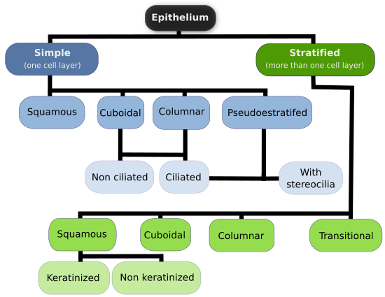 Classification Of Covering And Lining Membranes Complete The Following Chart